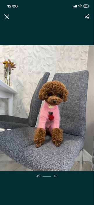 Вязаный комбинезон для собак