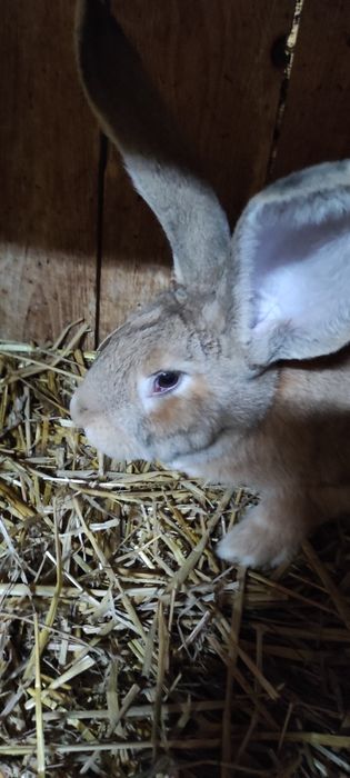 Belg olbrzym samce samice