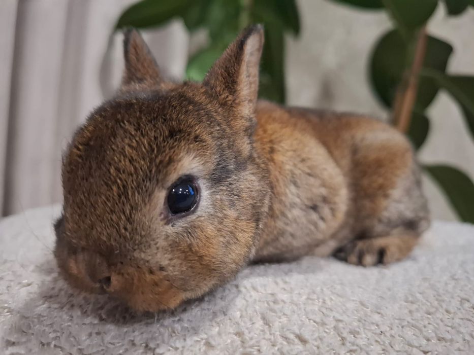 Królik króliczek karzełek rex miniaturka mini  lop