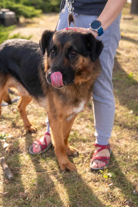 Szuka opiekuna, który będzie jego przewodnikiem i przyjacielem