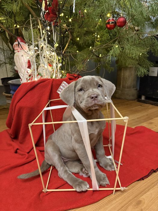 Мастино неаполітано дівчина колір ізабелла