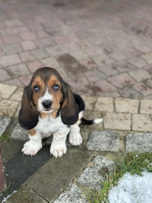 Suczka Basset Hound Z Doliny Prosny