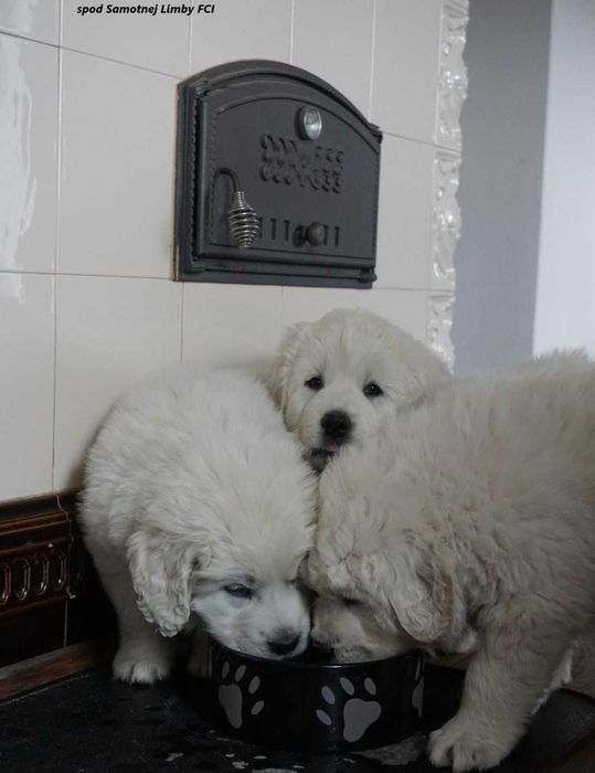 Polski Owczarek Podhalański  FCI, ZKwP - szczeniak