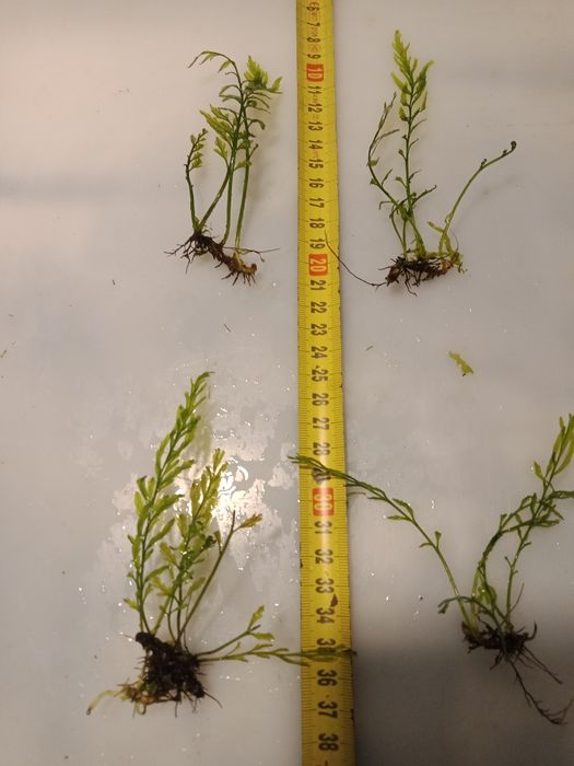 Bolbitis Heudelofii paproć wodna roślina akwariowa od 10zł