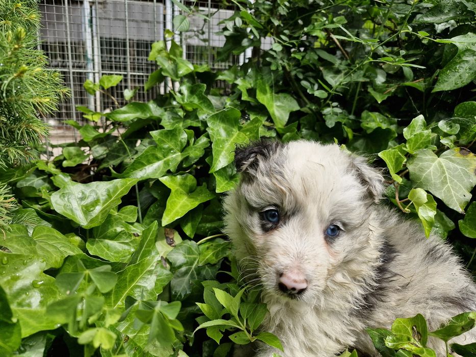 Border Collie piesek niebieskoki