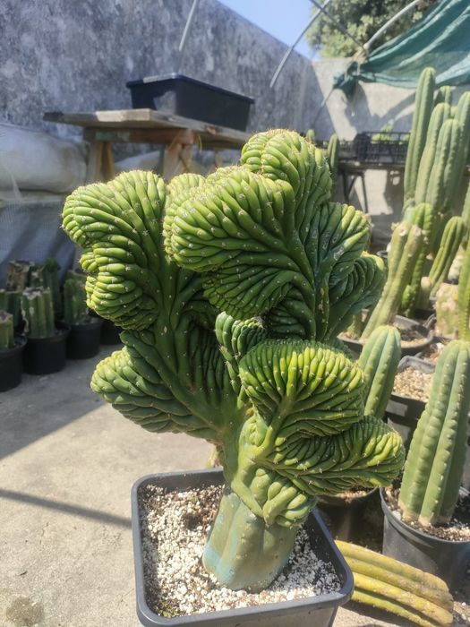 Cacto San Pedro cristata / monstruos