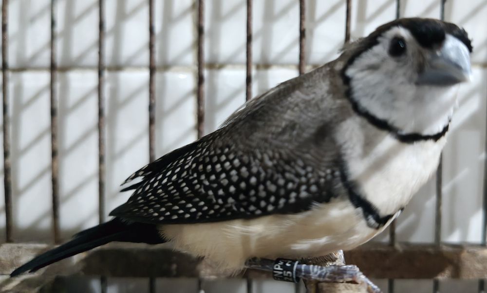 Mandarins gigantes e outros