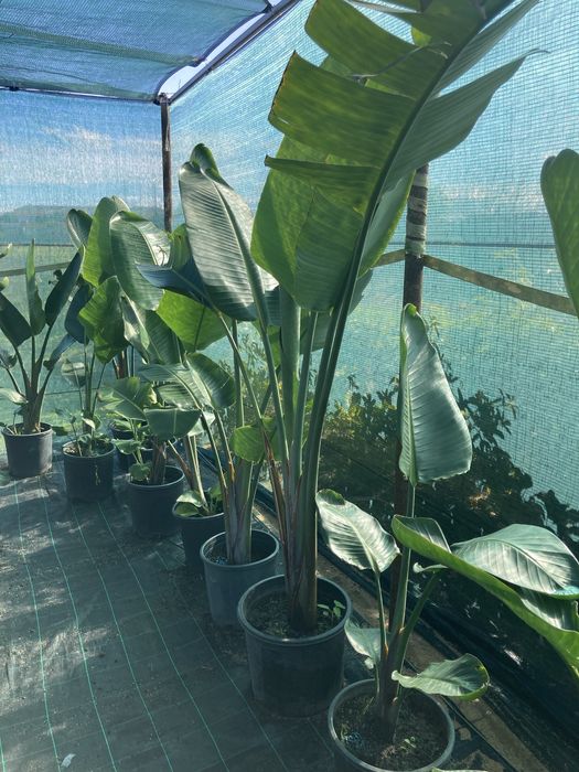 Estrelicia augusta/ estrelicia gigante