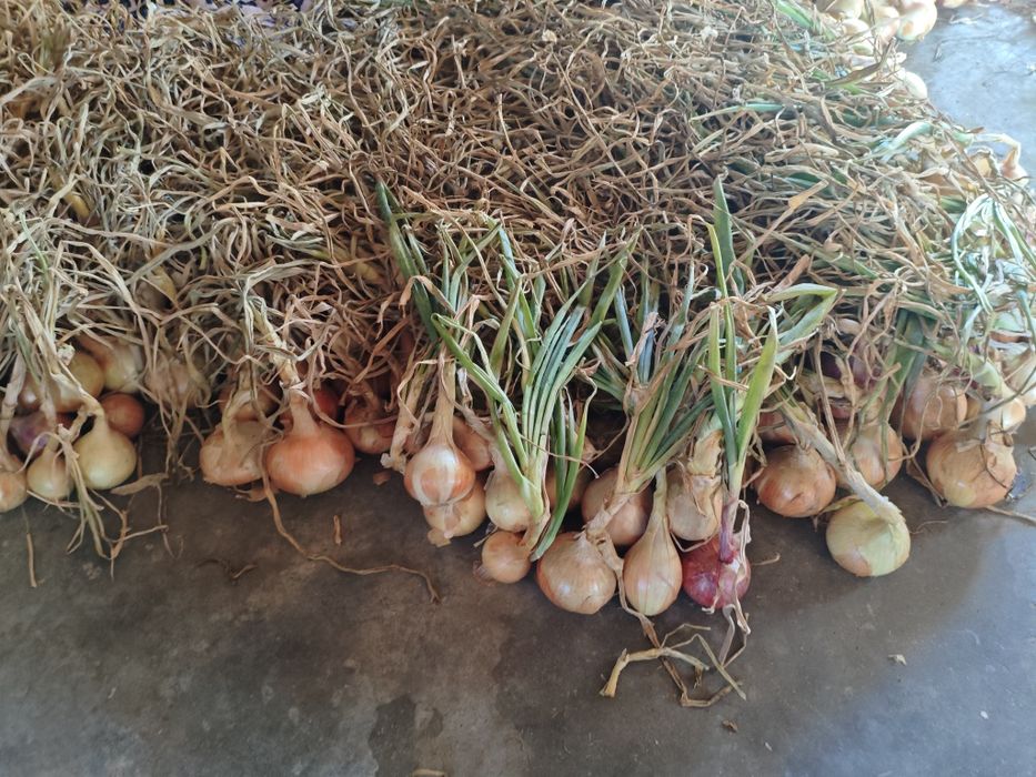 Vendo cebola caseira