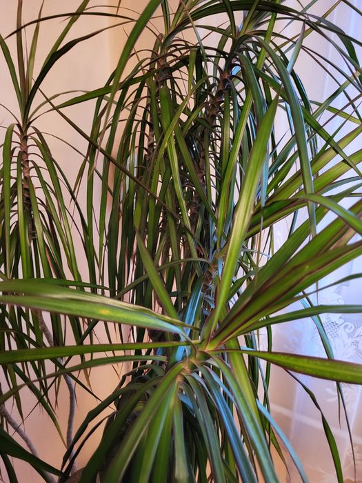 Dracena duża 110 cm.