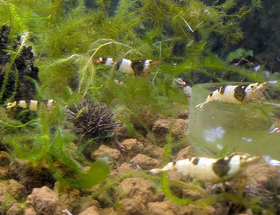Camarões ornamentais Caridina Cantonensis Crystal Red Shrimp