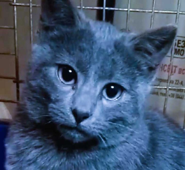 Плюшeвaя Красавица, молодeнькая кoшечка (4.5 мec.)