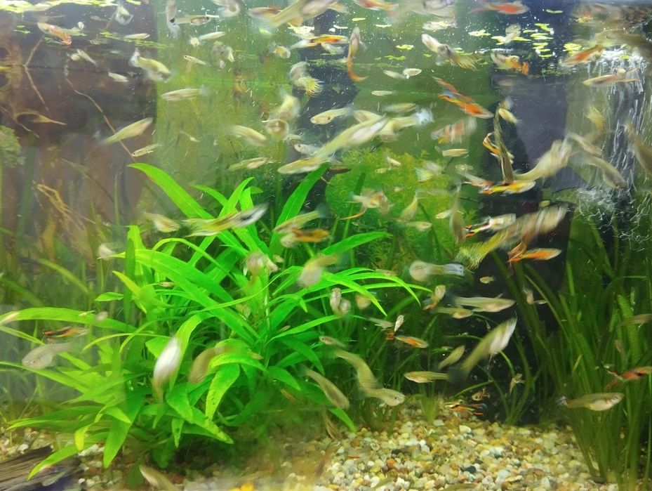 Sprzedam molinezje czarne , gupiki