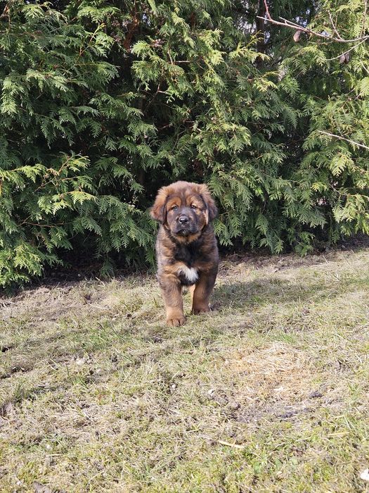 Czerwony Samiec Mastif Tybetański