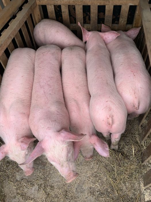 Продаж поросяток на постійній основі