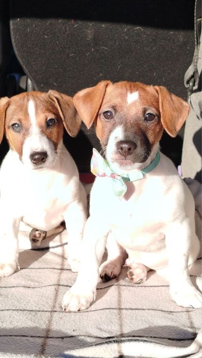 Джек Рассел терʼєр