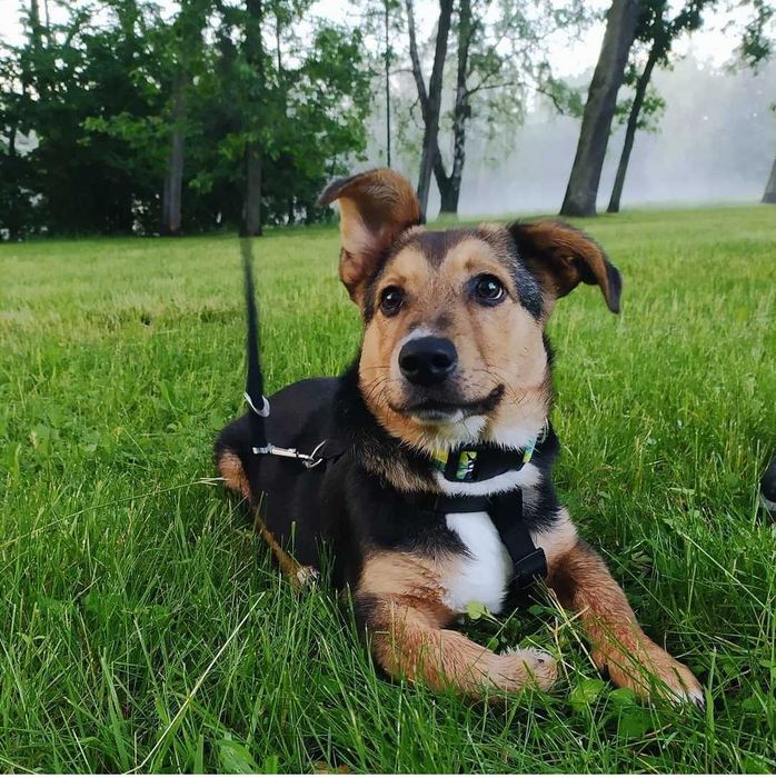 PILNE : dom dla Nero