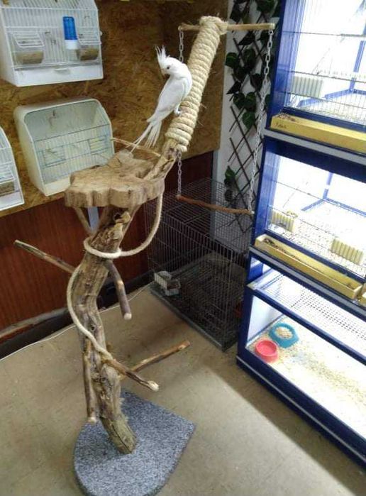 Poleiro para aves de companhia