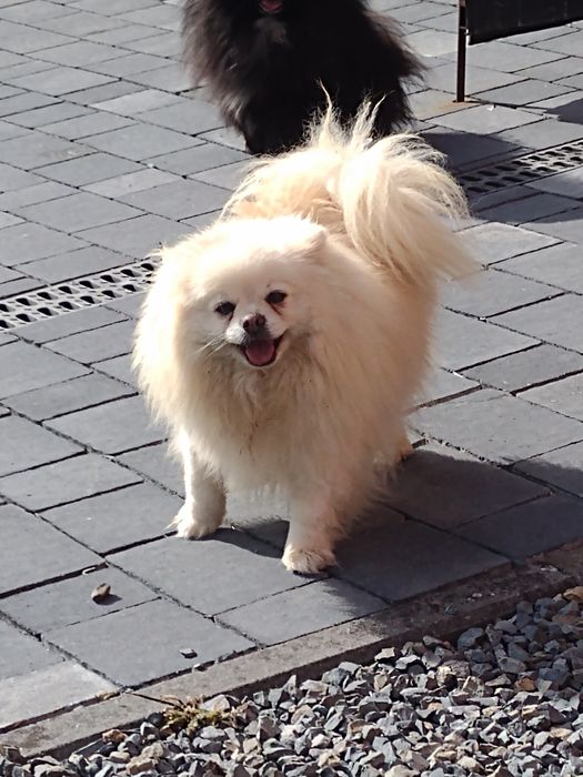 Szpic miniaturowy pomeranian