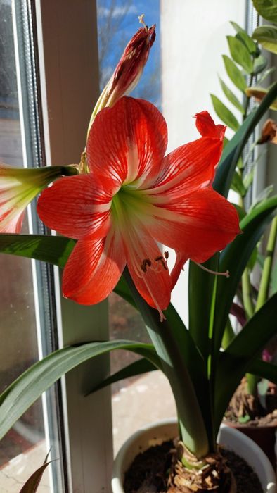 Кімнатні лілії, вазони