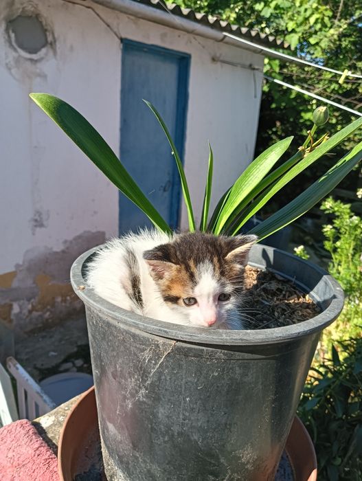 Gatinha Bebé Procura Família com Muito Amor para Dar