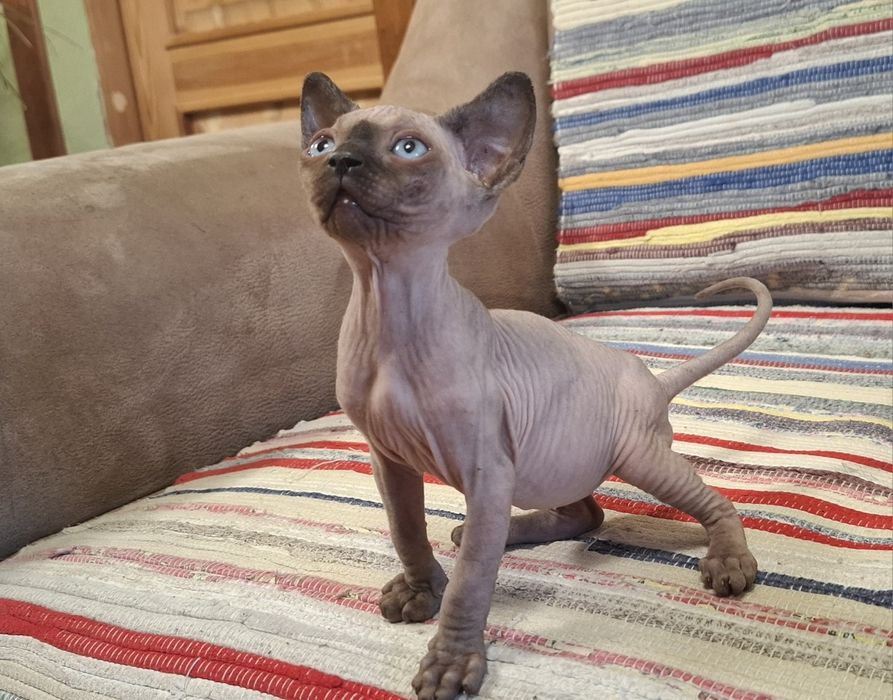 Котята Канадского сфинкса