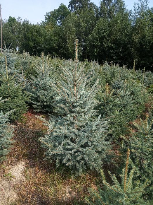 Świerk srebrny,serbski,jodla 80-300cm, piękne, gęste, transportSADZIMY