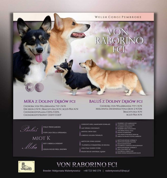 Welsh Corgi Pembroke