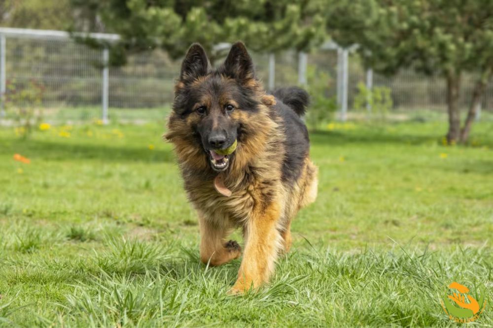 Alek - piękny owczarek niemiecki do adopcji
