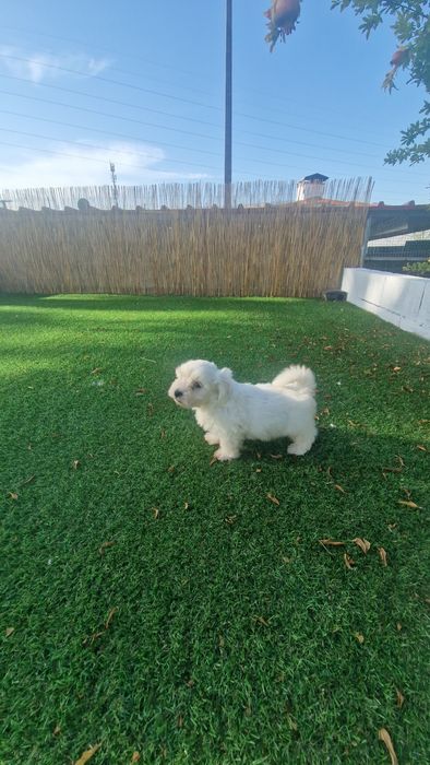 Bichon Maltês disponível