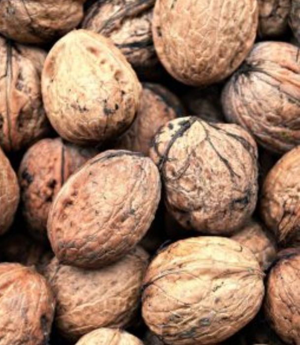 Горіхи цілі продам,урожай 2025 р, просушені.