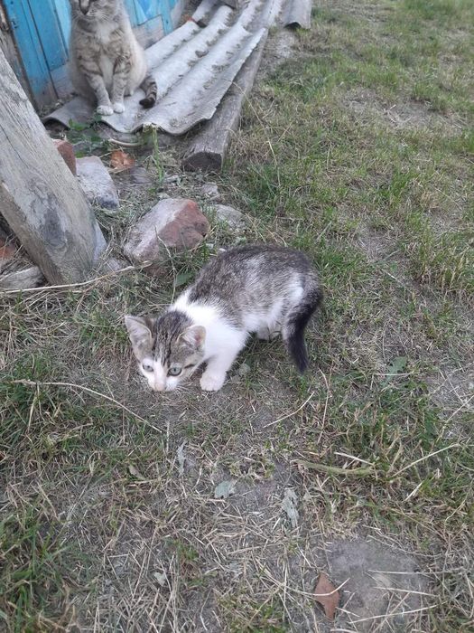 Малеча шукає родину