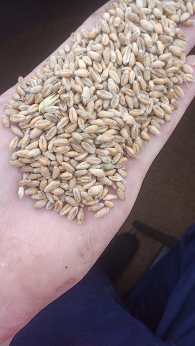 Zboże na opał (nie pelet)