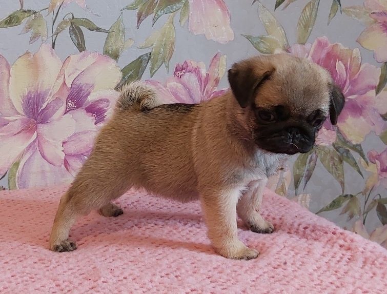 Мопсята  девочки