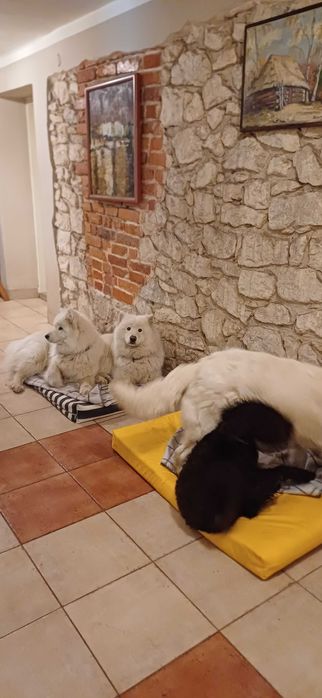 Hotel dla psów , zwierząt ,opieka nad psem Częstochowa Wieluń