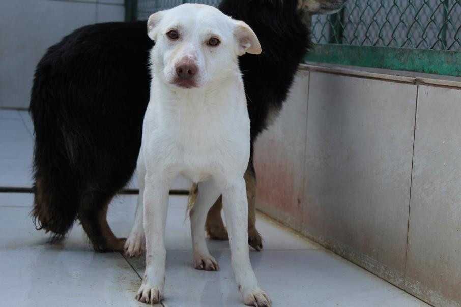 341101 UMA tylko do odpowiedzialnej adopcji