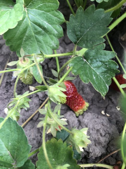 Земклуніка Купчиха (полуниця)