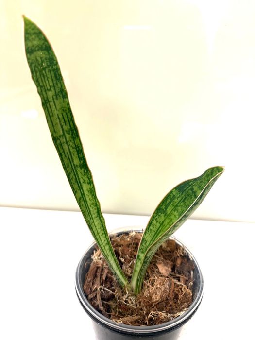 Сансевиерия Екстрим, Клеопатра, , Кирки, Ханни