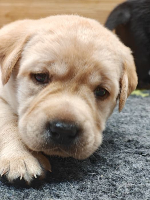 Labrador Retriever Piesek FCI