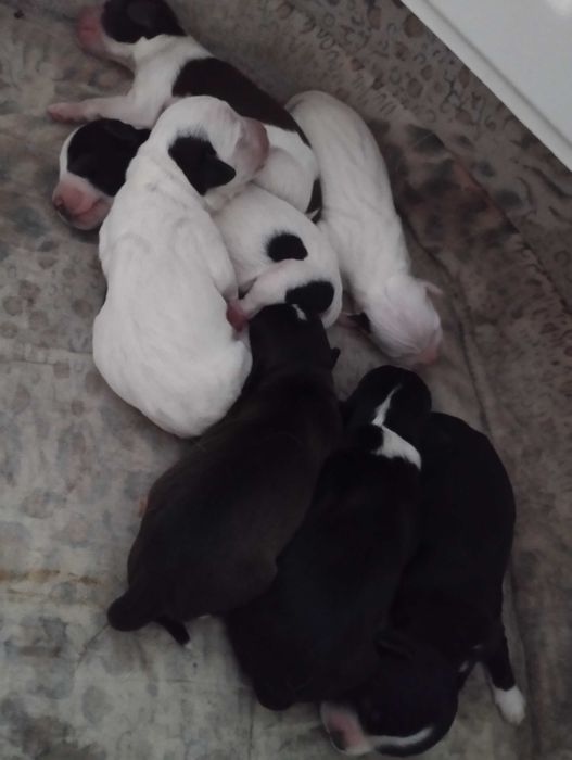 Щенки продам,  писать в ОЛХ