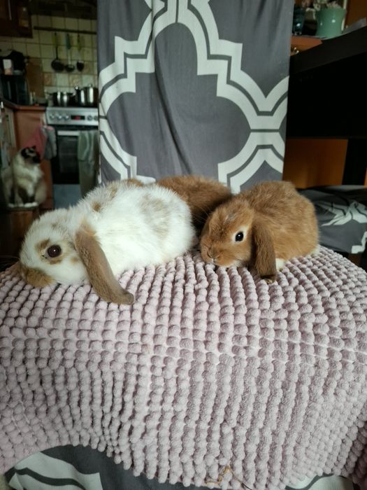Sprzedam króliczki miniaturki mini lop