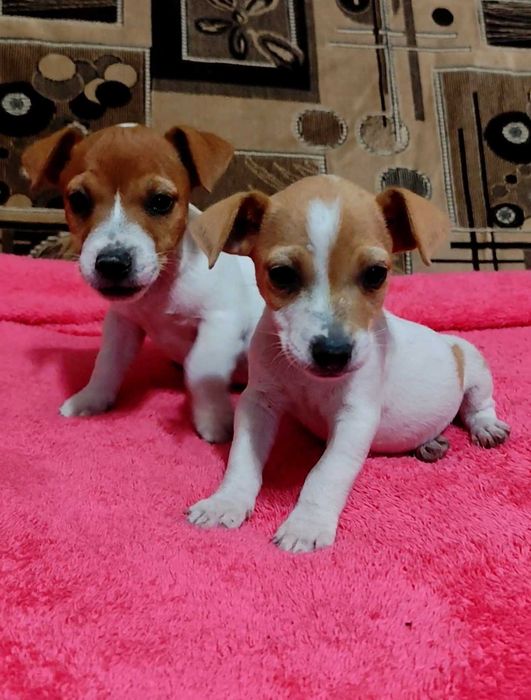 Джек Расел тер'єр, коротколапі,  міні. З документами буде дорожче