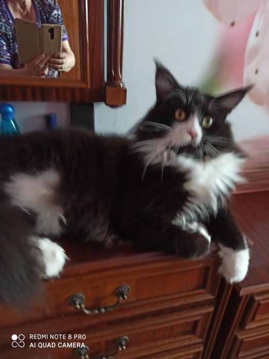 В'язка. Кіт із розплідника