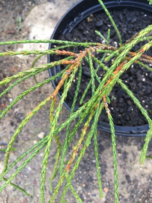 Thuja ( Plicata Whipcord)