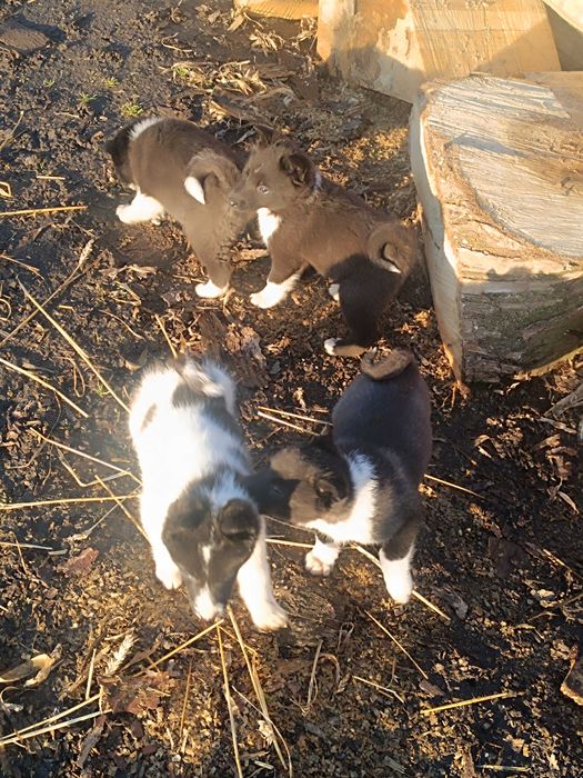 Продам щенки РЄЛ