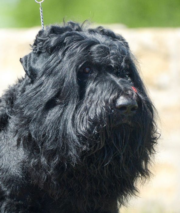 Чорний тер'єр, універсальна порода