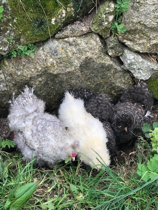 Cornish e Sedosas do Japão