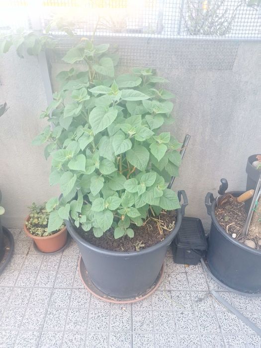 Plantas variadas