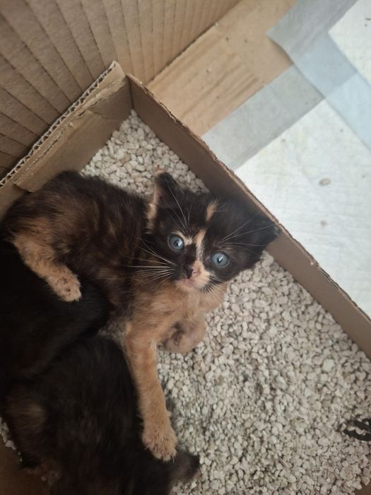 Gatinha  para adoção
