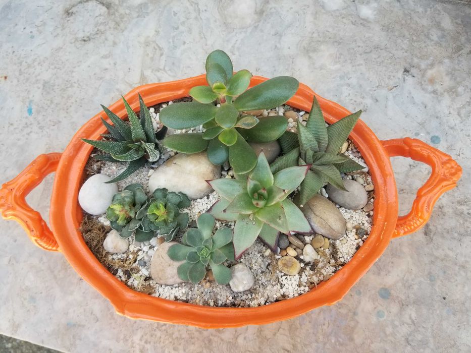 Arranjo de Suculentas